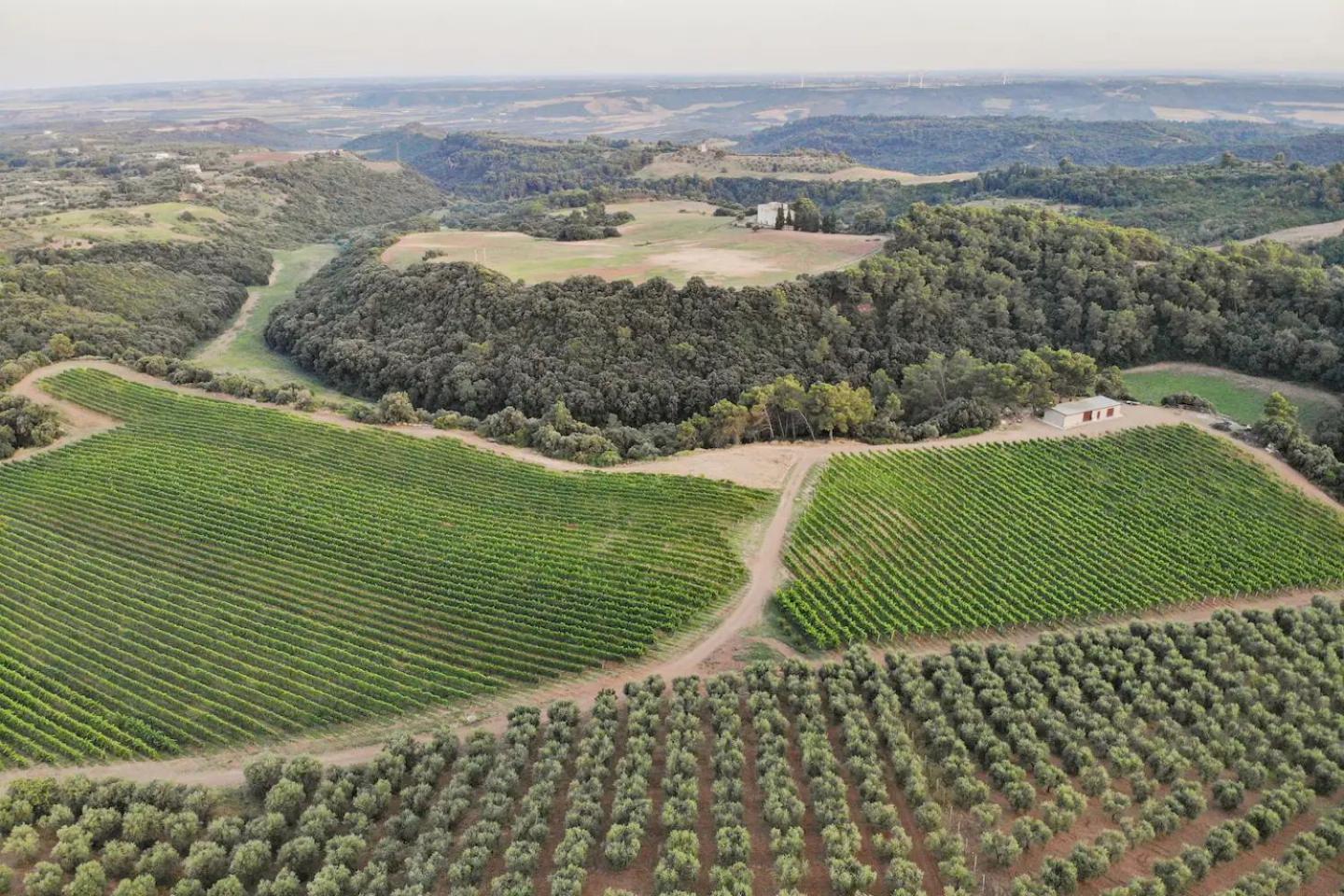 La Volpe E L'Uva Dimore Montescaglioso Buitenkant foto